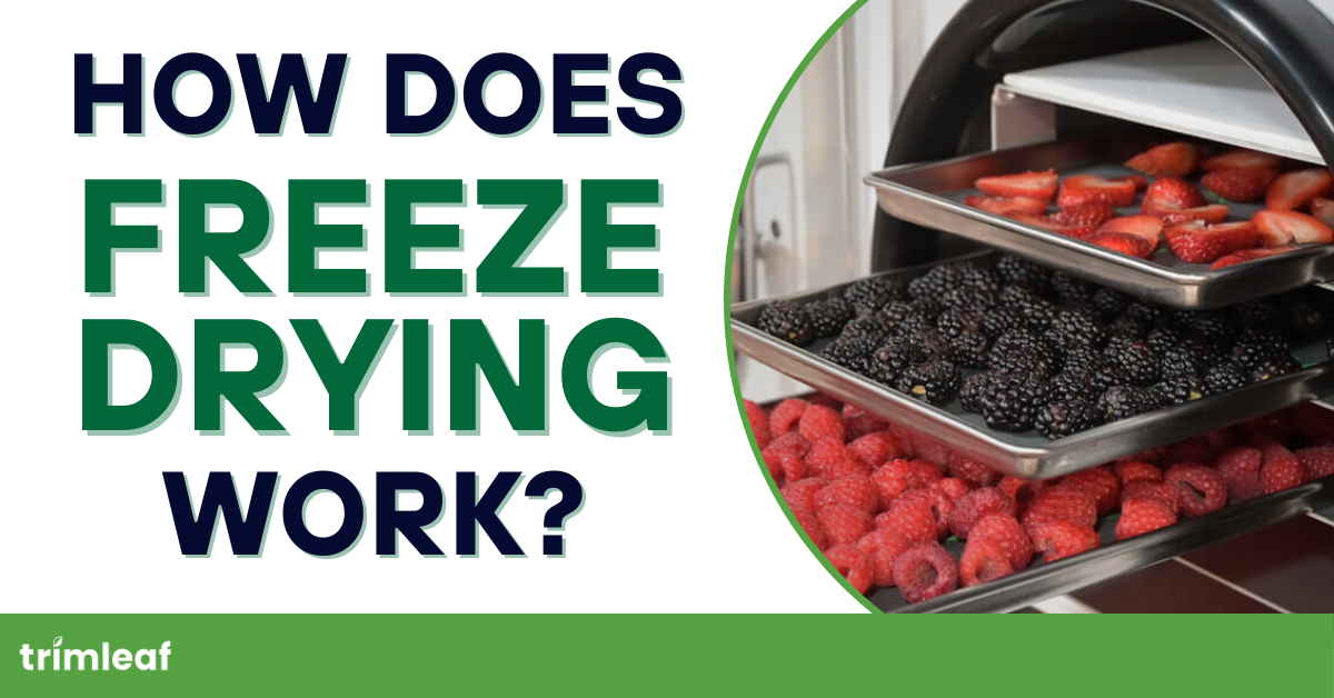 How Does Freeze Drying Work?