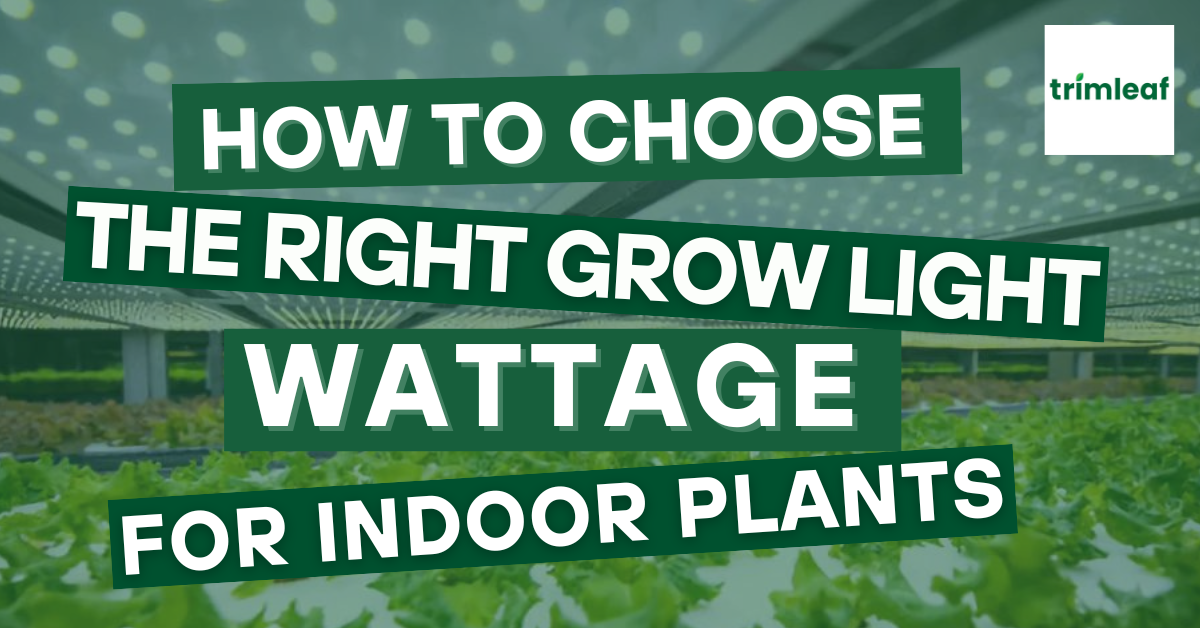 How to Choose the Right Grow Light Wattage for Indoor Plants