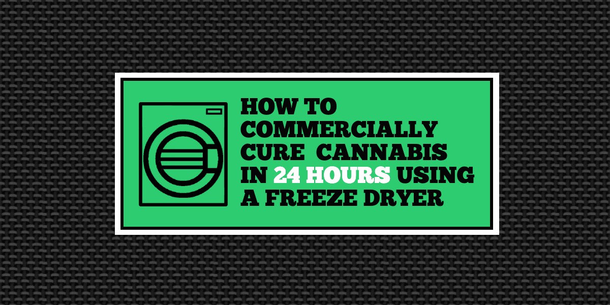 How to: Commercially Cure Cannabis in 24 Hours Using a Freeze Dryer