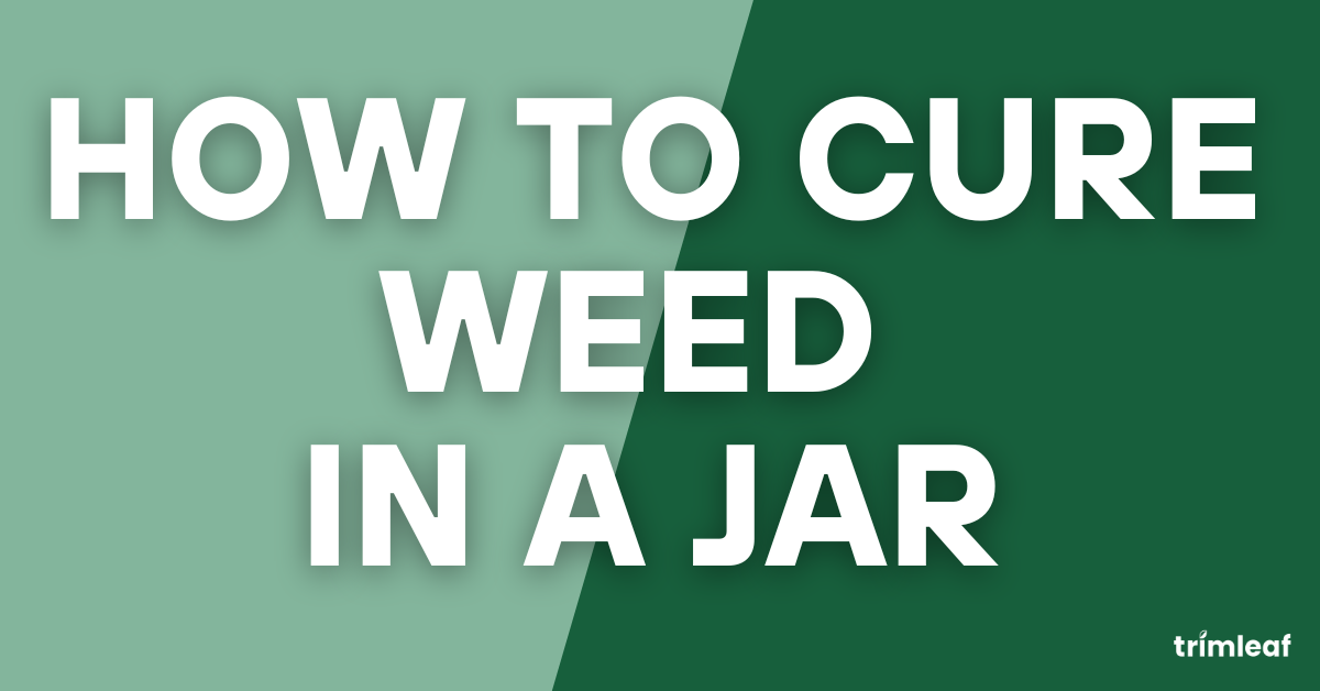How to Cure Weed in a Jar