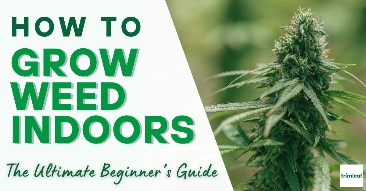 How to Grow Weed Indoors The Ultimate Beginner’s Guide
