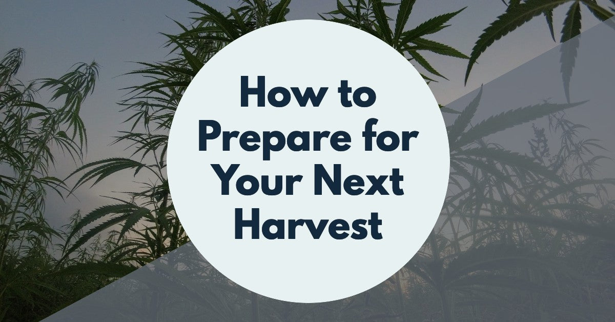 How to Prepare For Your Next Cannabis Harvest