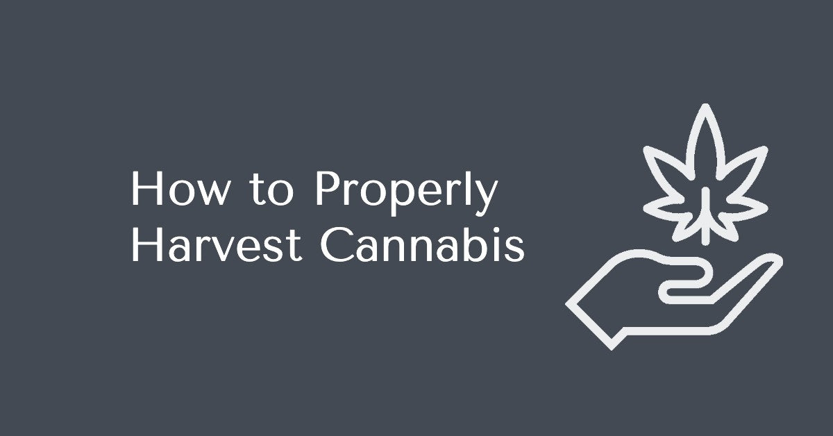 How To Properly Harvest Cannabis