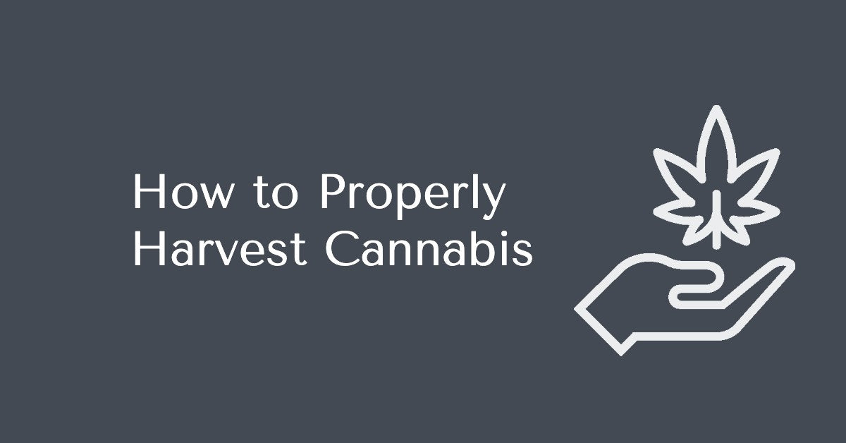 How to Properly Harvest Cannabis