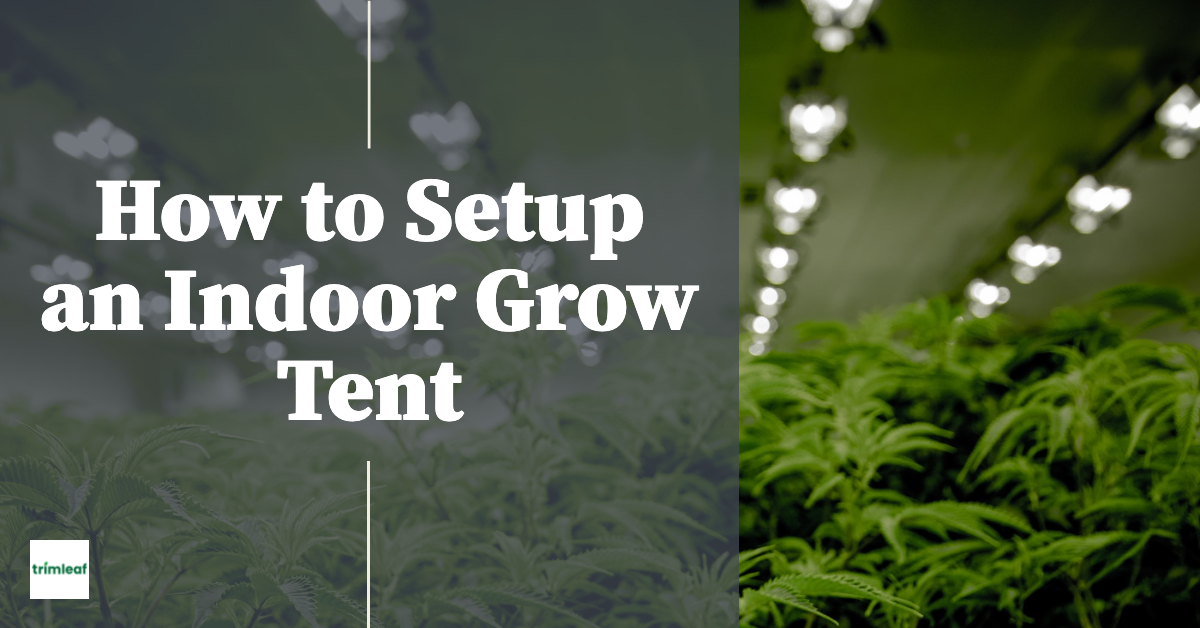 How to Setup an Indoor Grow Tent