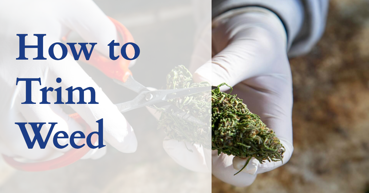 How to Trim Weed