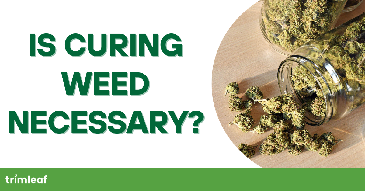 Is Curing Weed Necessary