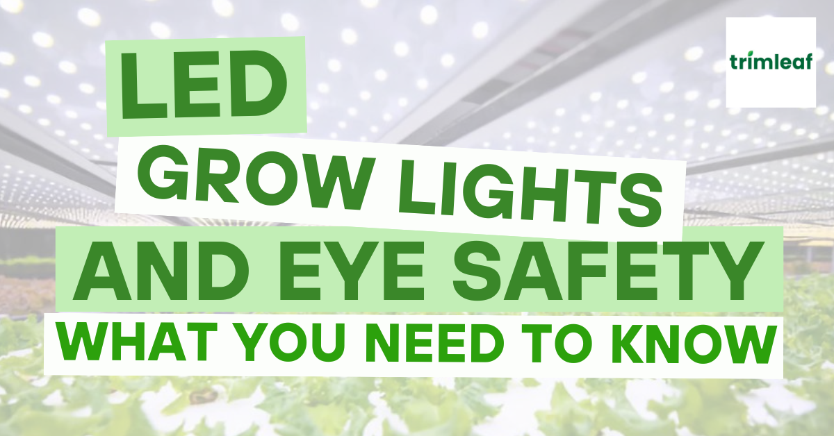 LED Grow Lights and Eye Safety What You Need to Know