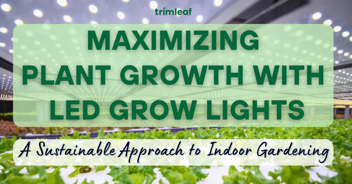 Maximizing Plant Growth with LED Grow Lights A Sustainable Approach to Indoor Gardening
