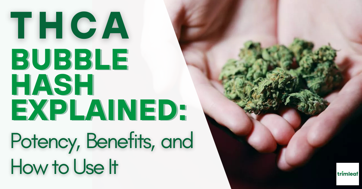 THCA Bubble Hash Explained Potency, Benefits, and How to Use It