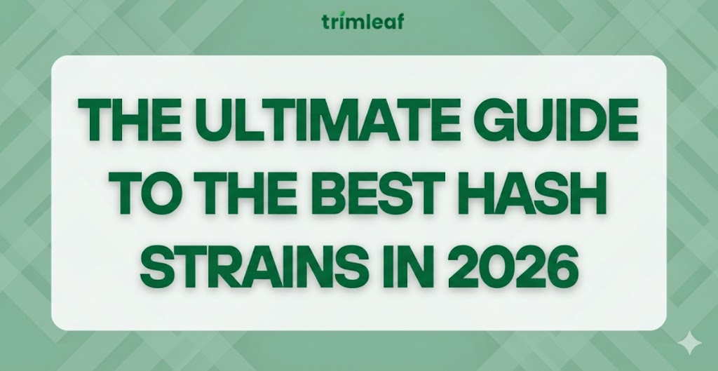 The Ultimate Guide to the Best Hash Strains in 2026