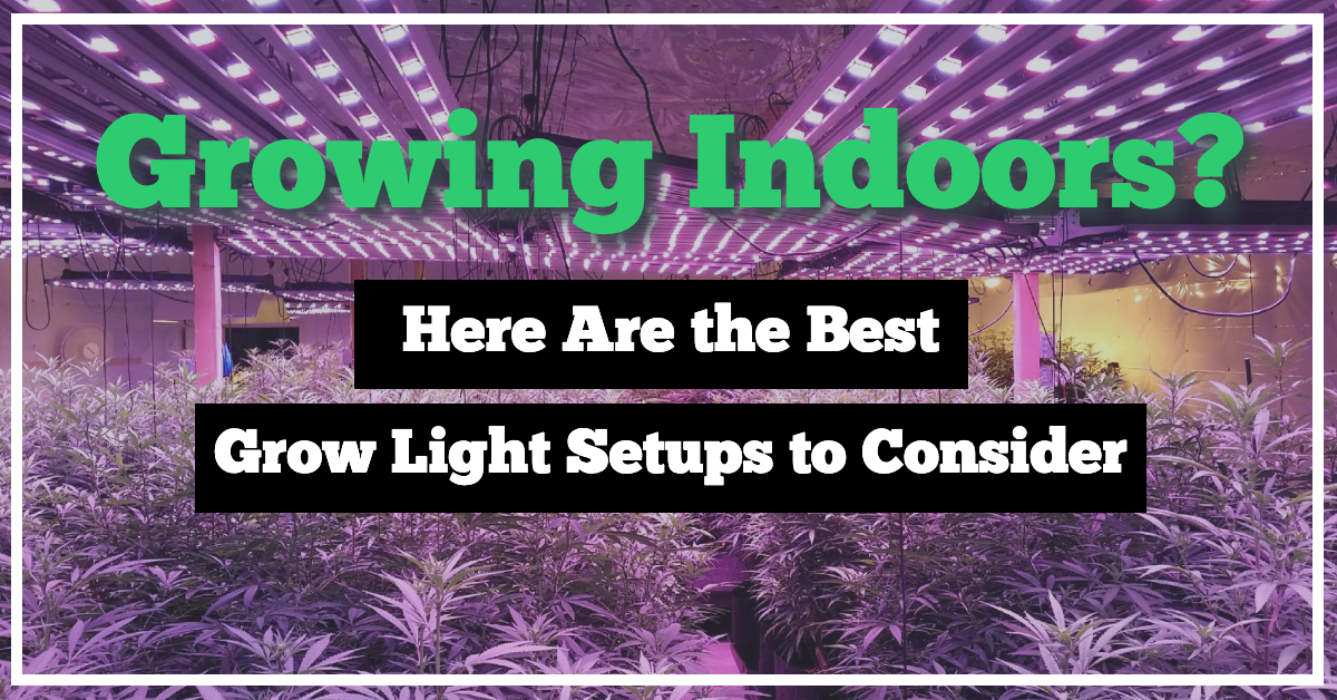 Growing Indoors? Here Are The Best Grow Light Setups to Consider