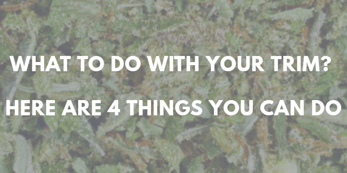 What To Do With Your Cannabis Trim: Here are 4 Things You Can Do