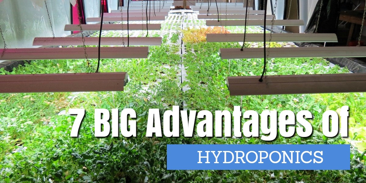 7 Big Advantages of Hydroponics