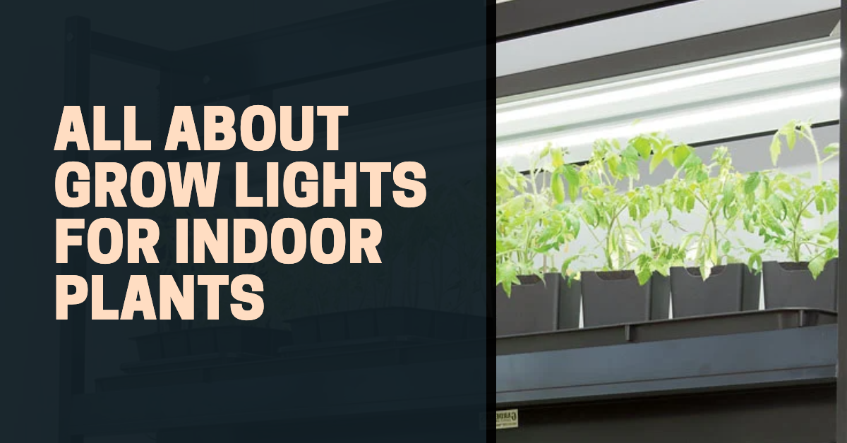 All About Grow Lights for Indoor Plants