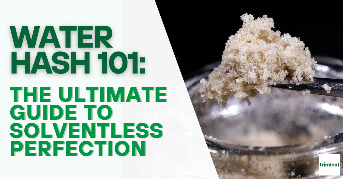 Water Hash 101: The Ultimate Guide to Solventless Perfection