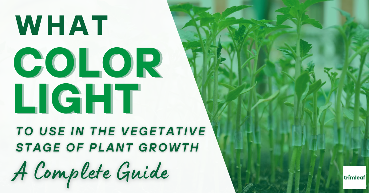 What Color Light to Use in the Vegetative Stage of Plant Growth: A Complete Guide