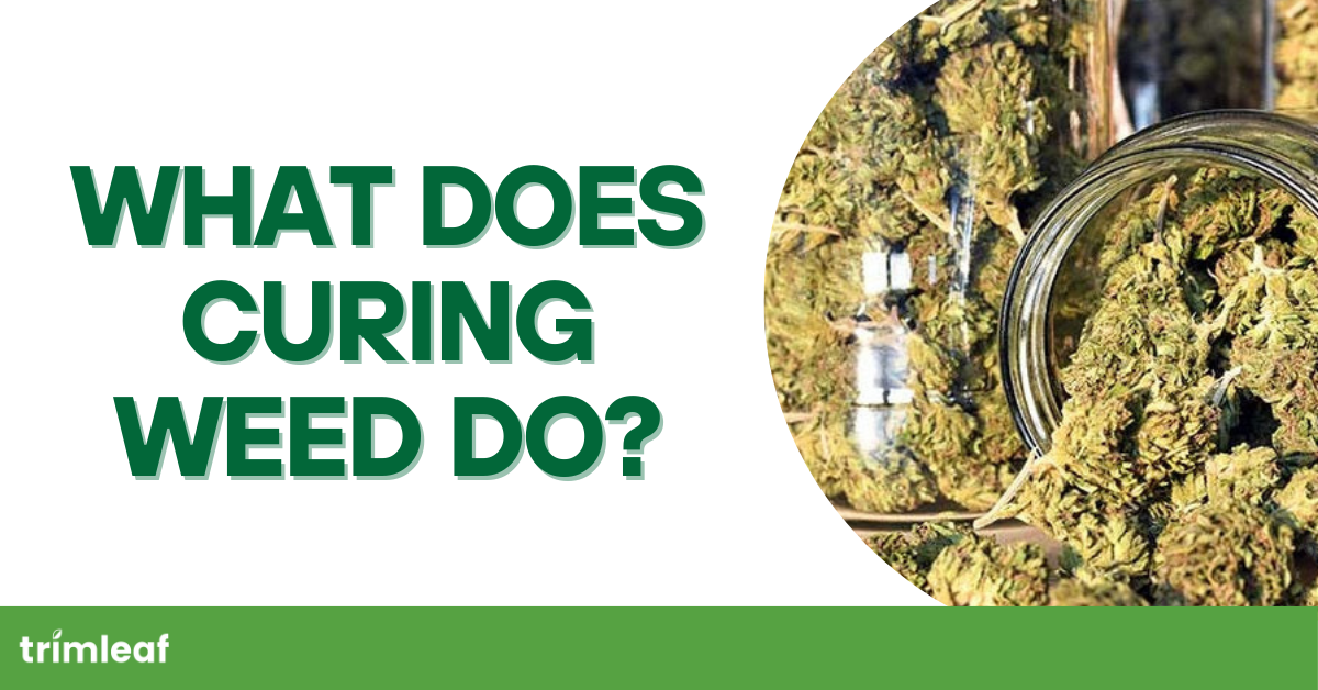 What Does Curing Weed Do?