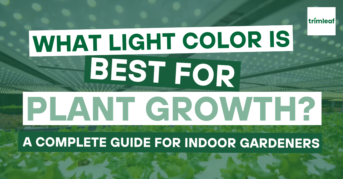 What Light Color is Best for Plant Growth? A Complete Guide for Indoor