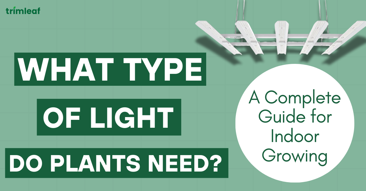 What Type of Light Do Plants Need A Complete Guide for Indoor Growing