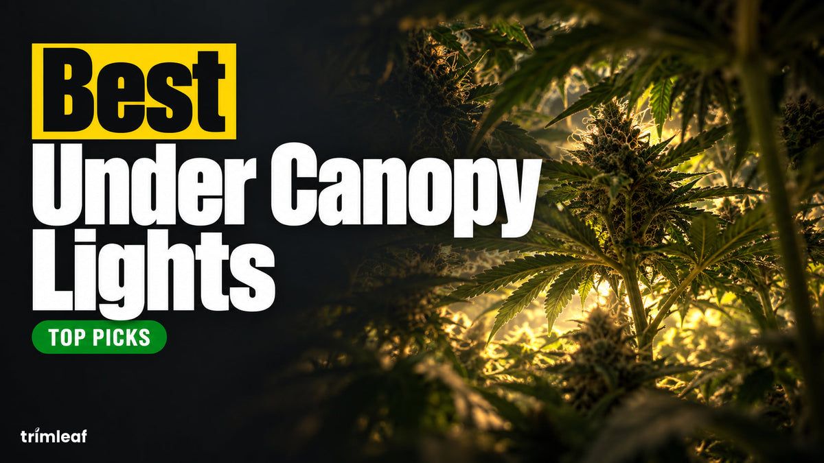 Cover image for "Best Under Canopy Lights": Trimleaf blog