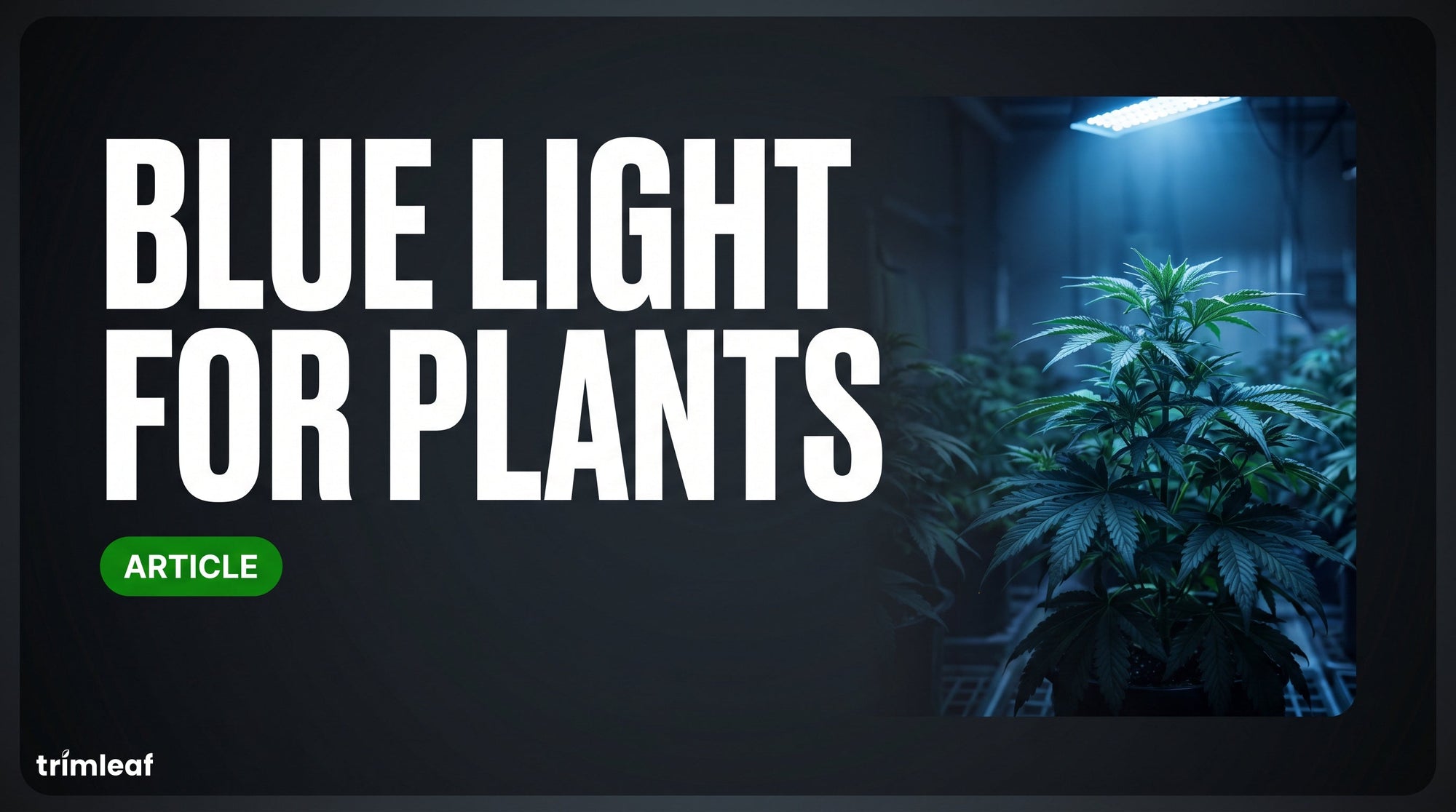 Cover image for Blue Light for Plants: Trimleaf blog