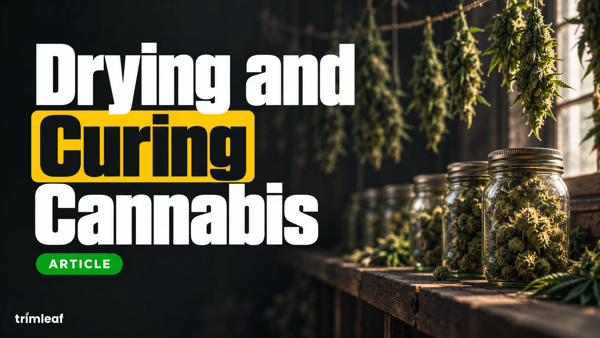 Cover image for "Drying and Curing Cannabis": Trimleaf blog