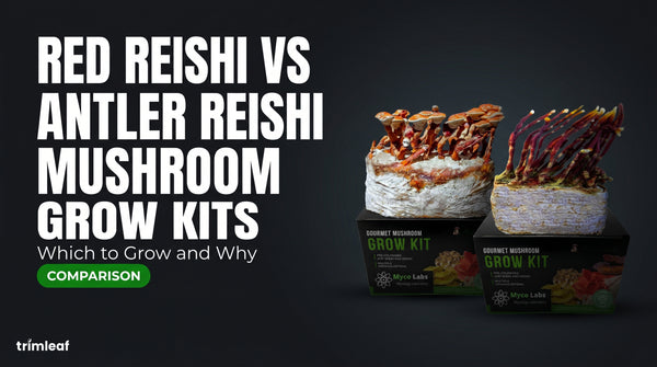 reishi-mushroom-growing-guide