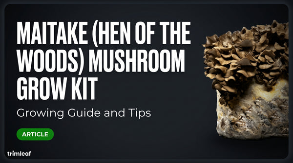 maitake-hen-of-the-woods-growing-guide