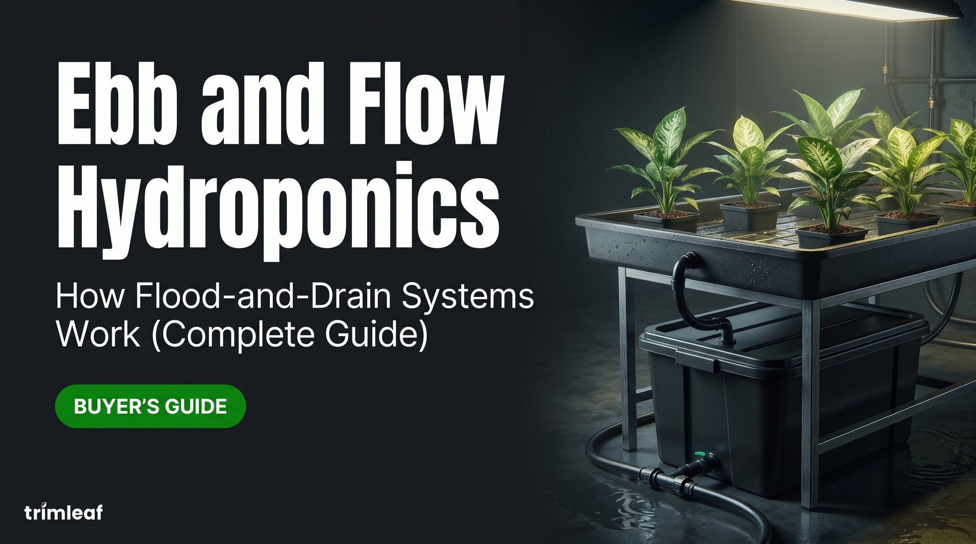 Cover image for "Ebb and Flow Hydroponics: How Flood-and-Drain Systems Work (Complete Guide)": Trimleaf blog