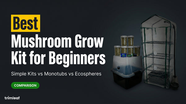 best-mushroom-grow-kit-for-beginners-buying-guide