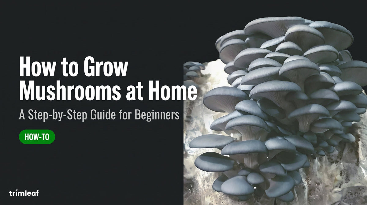 Cover image for "How to Grow Mushrooms at Home: A Step-by-Step Guide for Beginners": Trimleaf blog