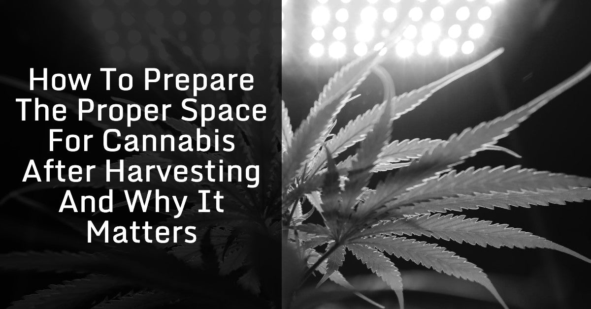 How To Prepare The Proper Space For Cannabis After Harvesting And Why It Matters