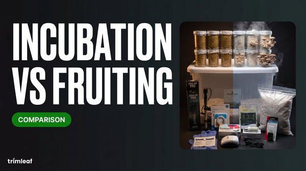 Cover image for "Incubation vs Fruiting": Trimleaf blog