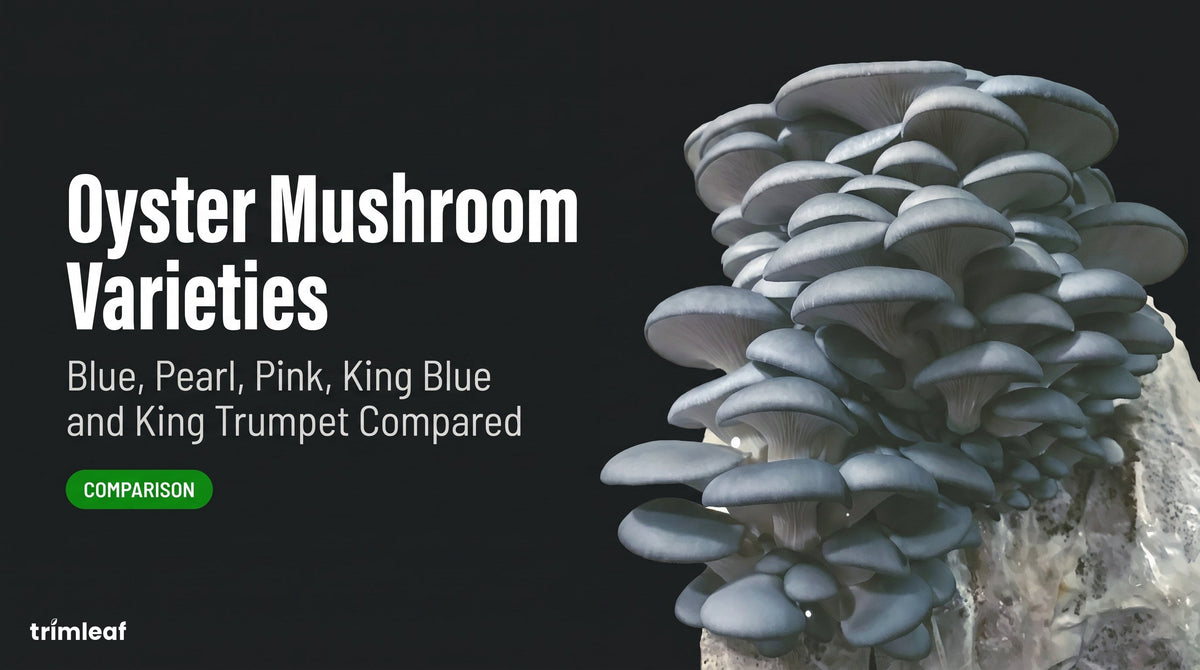 Cover image for "Oyster Mushroom Varieties: Blue, Pearl, Pink, King Blue and King Trumpet Compared": Trimleaf blog