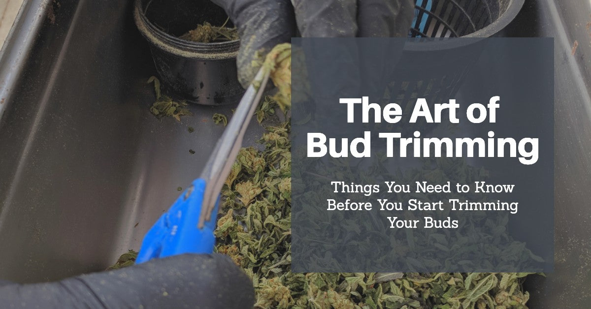 The Art of Bud Trimming: Read This Before You Start Trimming Your Buds