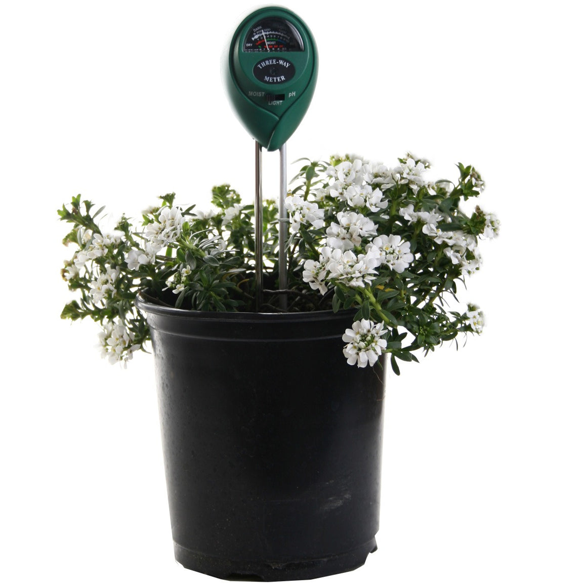 A green 3-way meter with a gauge is inserted into a black pot of white blooming flowers.