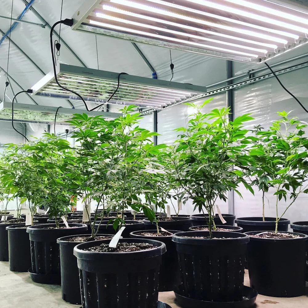 Cannabis plants in black pots flourish under T5 LED grow lights with bright sun white spectrum in an indoor grow room.