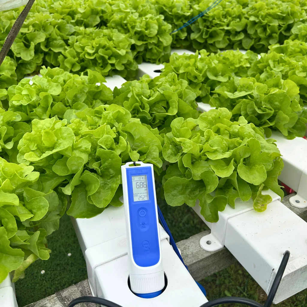 A digital meter measures the pH and temperature of water in a hydroponic lettuce farm.