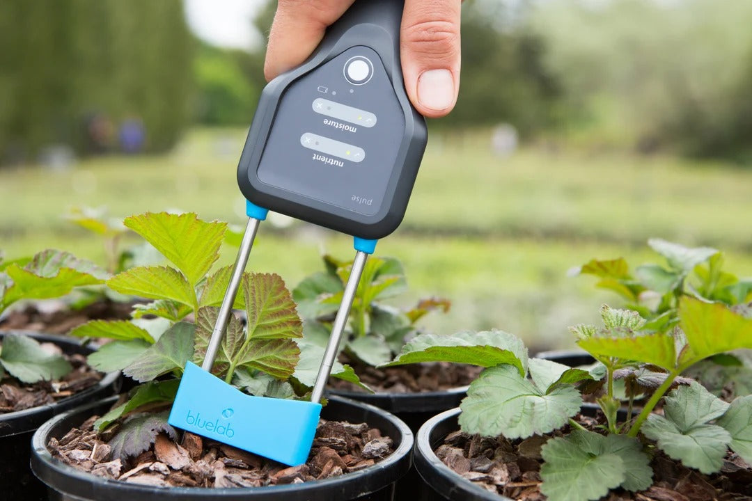 A Bluelab Pulse meter measures moisture and nutrient levels in strawberry plants.