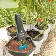 Bluelab Pulse EC-MC meter in soil of tomato plant in grow bag.