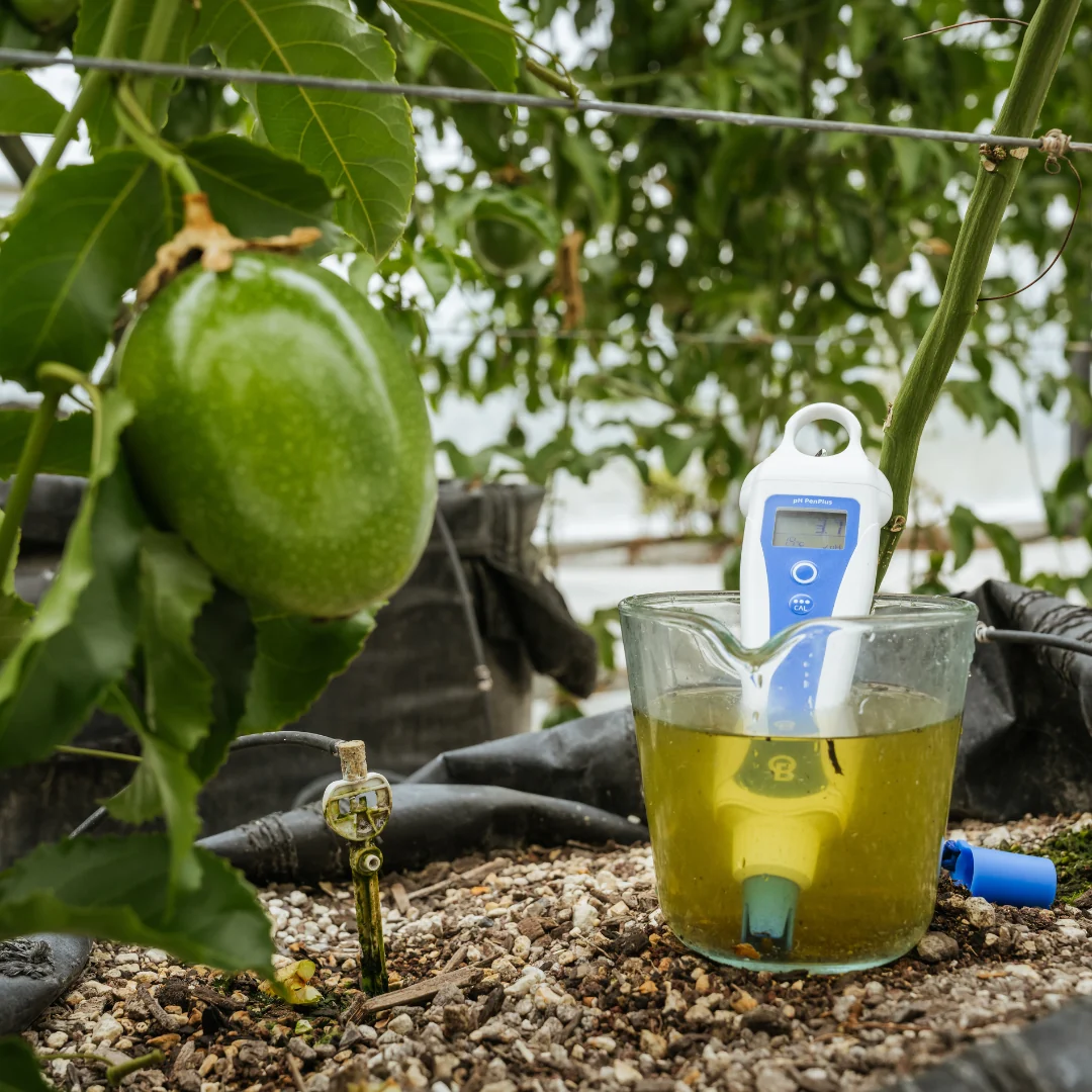A blue and white Bluelab pH PenPlus measures pH in a glass beaker of yellow liquid, next to a green passion fruit on a vine.