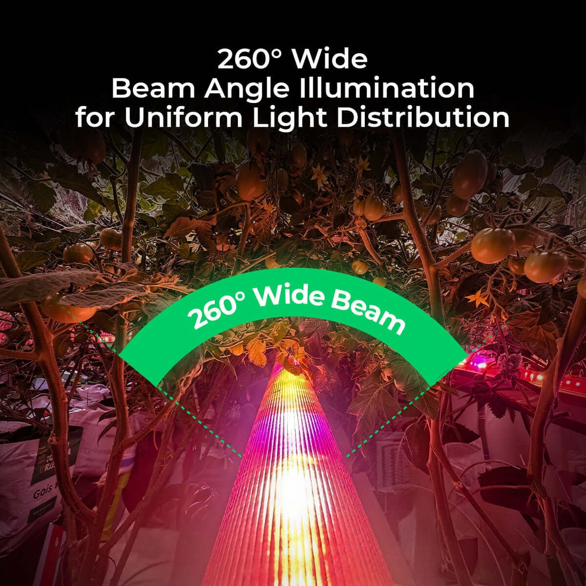 Tomato plants under a 260° wide beam LED grow light, showing uniform light distribution.