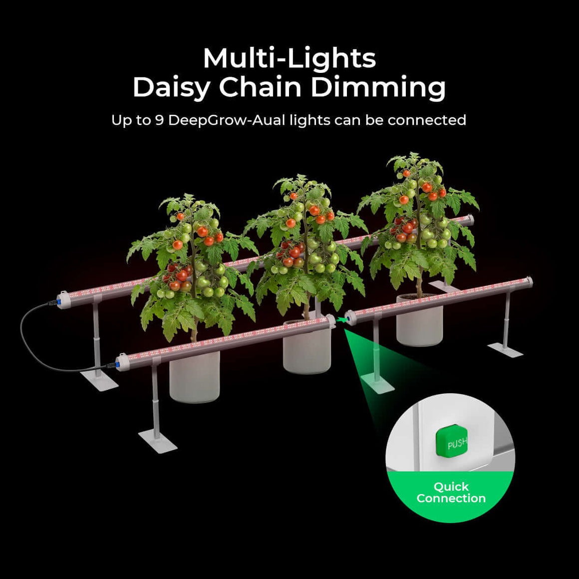 Three tomato plants under LED grow lights, daisy-chained together with a quick connection.