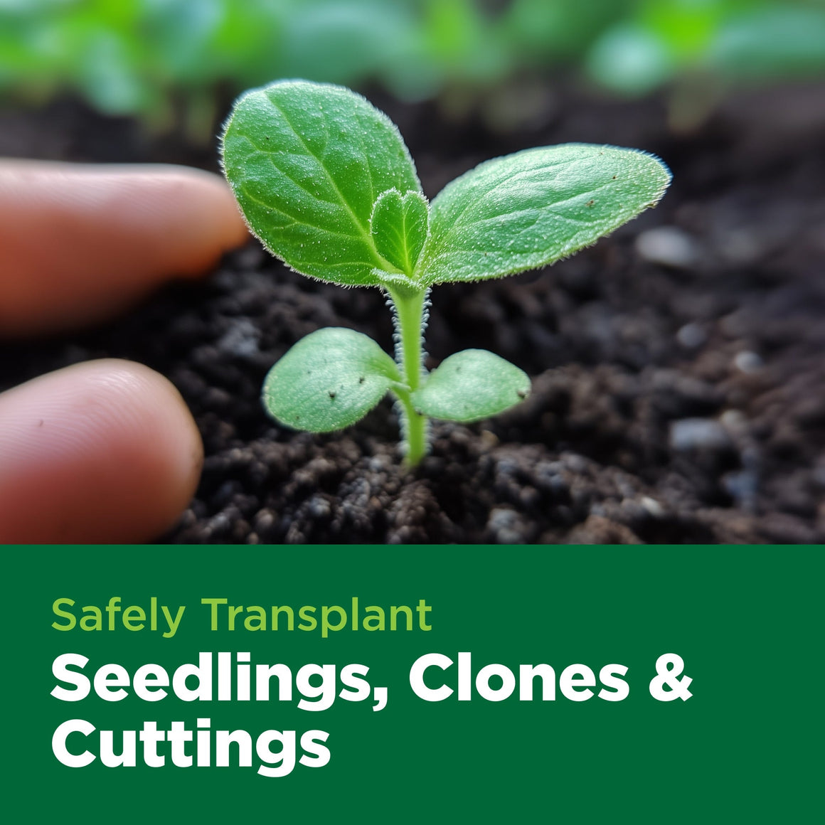 A seedling being transplanted by fingers with text "Safely Transplant Seedlings, Clones & Cuttings".