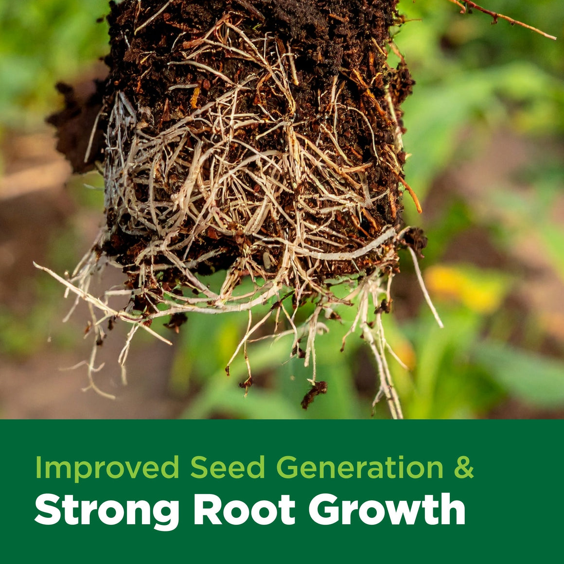 Char_Coir_Coco_Cube_7.jpg - Close-up of plant roots growing from soil, with text "Improved Seed Generation & Strong Root Growth".