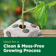 A young plant in a white 