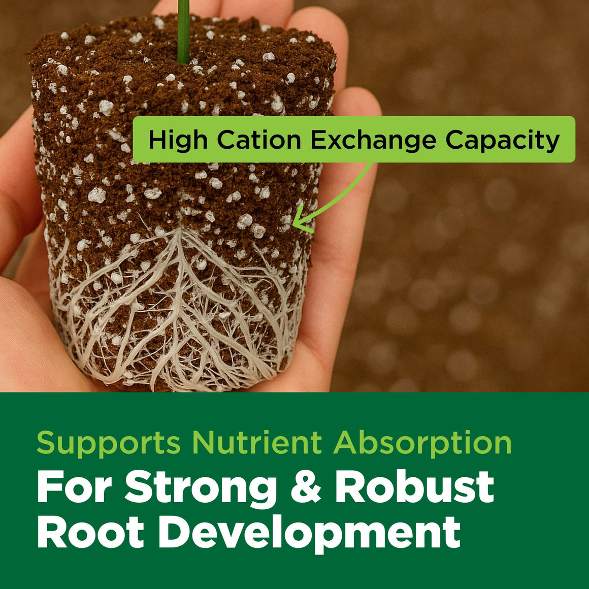 Healthy plant root ball with soil, perlite, and text overlay.