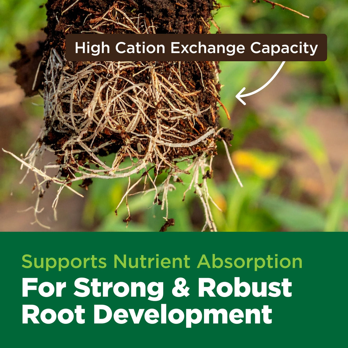 Close-up of plant roots with brown soil, text "High Cation Exchange Capacity" and green background with white text "Supports Nutrient Absorption For Strong & Robust Root Development".