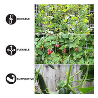 White garden trellis netting supporting pea vines, raspberry bushes, and cucumbers.